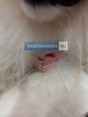 В Иванове агрессивная бездомная собака покусала шпица и его хозяйку